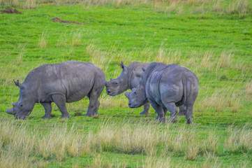 Fototapeta premium Male bull Cute White Rhino or Rhinoceros in a game reserve in So