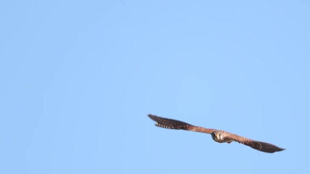 Common kestrel hovering in the air in blue sky