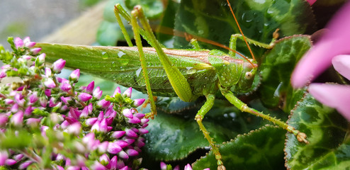 Grasshopper on leaves