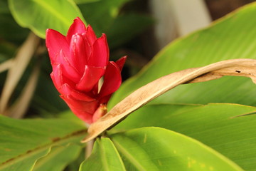 red flower