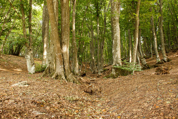 Obraz premium Hilly leafy forest covered with fallen leaves in a sunny daylight