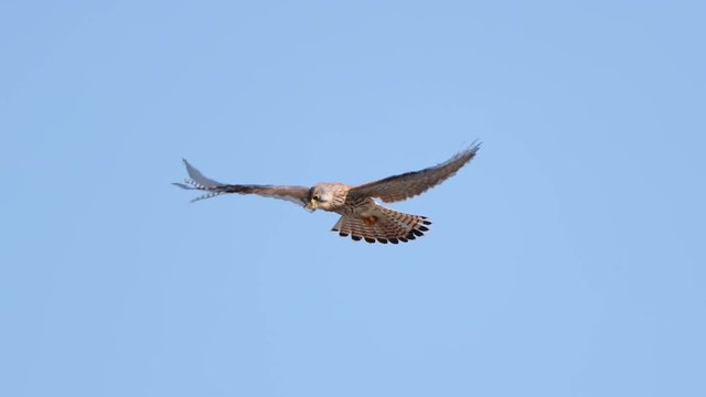 Common kestrel hovering in air in slow motin