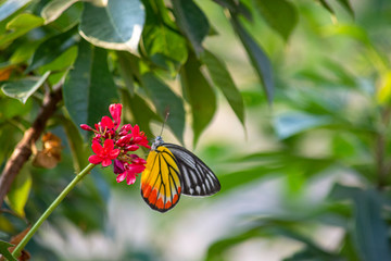 Butterfly on Jatropha integerrima Jacq , The bright red flowers in the Park.