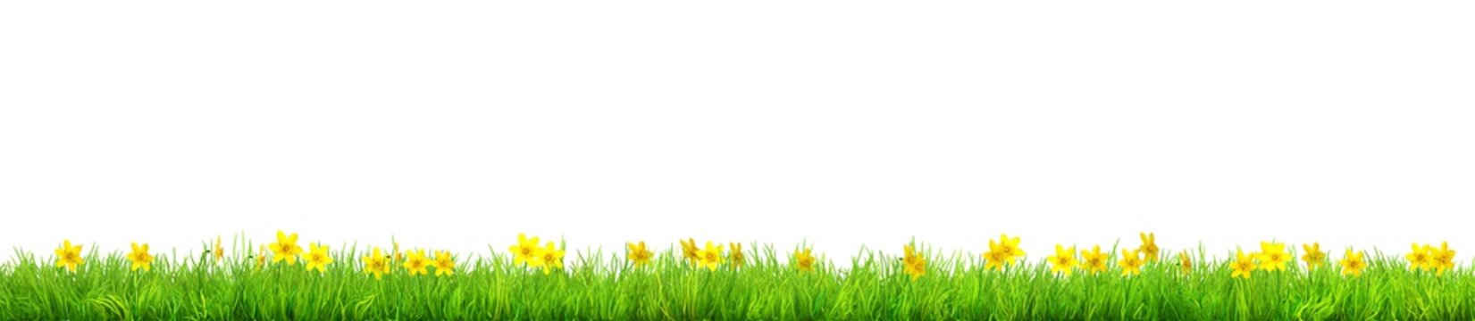 a Spring narcissus flowers and green grass isolated