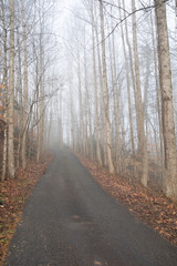 Looking Up a Rural Drive on a Foggy Morning