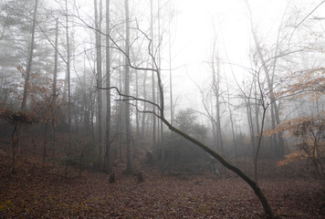 Obraz premium Rural Woodland Clearing on a Foggy Winter Morning