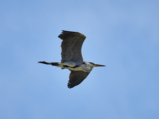 Grey heron (Ardea cinerea) In the rice fields near the lagoon of Valencia