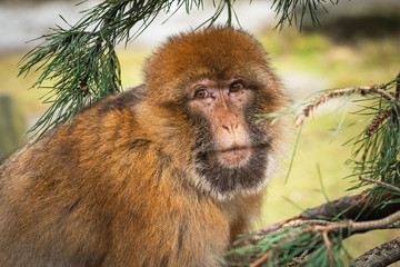 Portrait of an adult Barbary macaque with a pine branch.