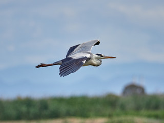 Grey heron (Ardea cinerea) In the rice fields near the lagoon of Valencia