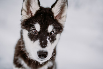 Portrait d'un chiot Malamute d'Alaska dans la neige