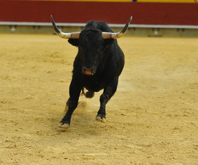 toro en españa