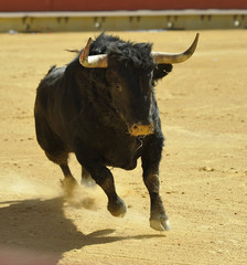 toro en españa corriendo en una plaza de toros con grandes cuernos