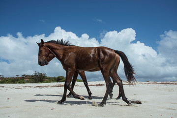 cavalos na praia
