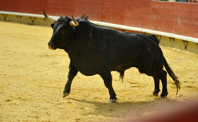 bull in spain
