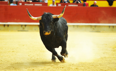 fighting bull in spain