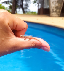 Young tiny bearded dragon lizard in human hand sitting on thumb finger