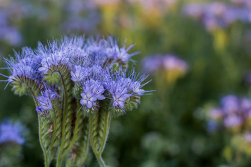 Phacelia, herbaceous bush of the family Boraginaceae, honey plant, green manure. Close-up.