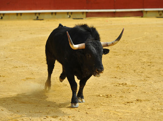 toro en espa&ntilde;a