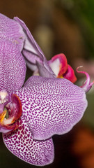 Smartphone HD wallpaper of beautiful flowers in summer