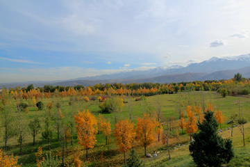 Fototapeta na wymiar Colorful trees in autumn