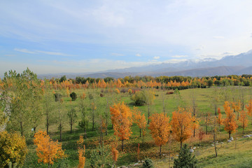Fototapeta premium Colorful trees in autumn