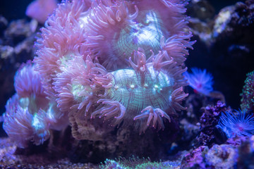 Pink and Green Elegance Coral (Catalaphyllia jardinei)