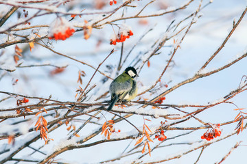 natural background with little bird tit sitting on Rowan branches with juicy ripe bunches of red berries in winter Park