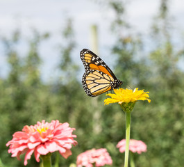 Monarch butterfly (Danaus plexippus) stops to feed on yellow zinnia while migrating south at the end of summer. 
