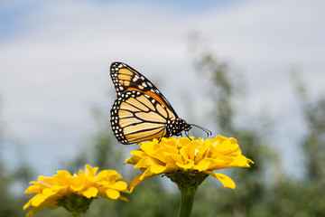 Monarch butterfly (Danaus plexippus) stops to feed on yellow zinnia while migrating south at the end of summer. 