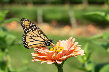 Monarch butterfly (Danaus plexippus) stops to feed on pink zinnia while migrating south at the end of summer. 