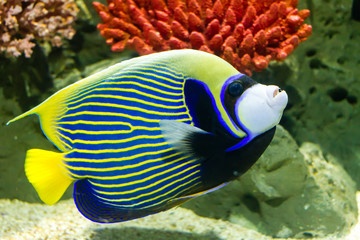 Emperor Angelfish (Pomacanthus imperator)  also called the Imperator Angelfish - obrazy, fototapety, plakaty