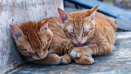 Cats on Crete, Greece