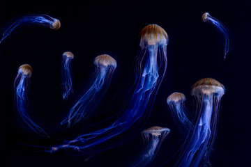 Jellyfish, Japanese Sea Nettle (Chrysaora pacifica) poisionous jellyfish