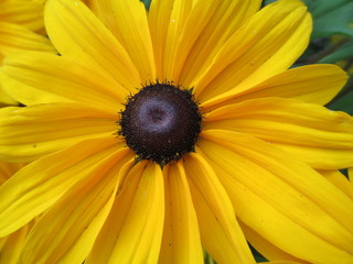 closeup of yellow flower