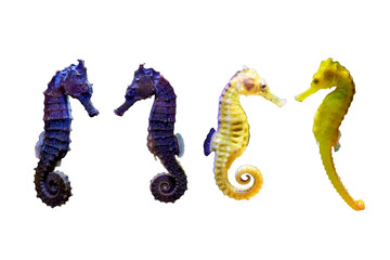Various type of Sea Horse on white isolated background © Chonlasub