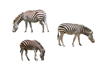 Fototapeta na wymiar Set of Zebra eating grass
