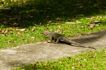 Portrait of live monitor lizard (varan) at nature