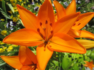 orange flower