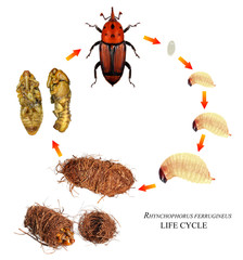 Red palm weevil (Rhynchophorus ferrugineus) is one of the main pest of date palm trees plantations....