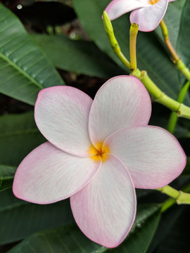 White and Pink Flower