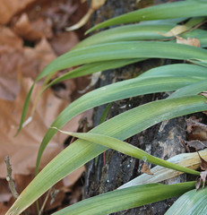 겨울야생난초 잎