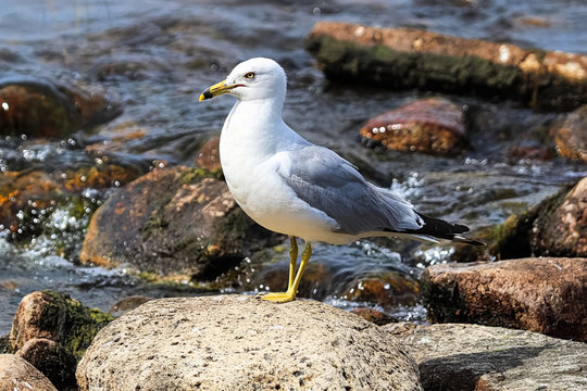 A ring-billed gull standing on rocks by flowing water