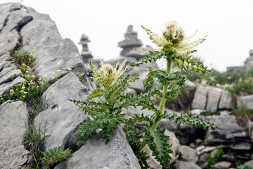 Spiniest Thistle cirsium spinosissimum: mountain plant in the German Alps, Europe 