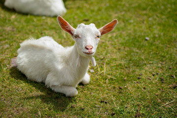 Naklejka na ściany i meble Little domestic white goat lying on green grass. Resting farm animal on pasture