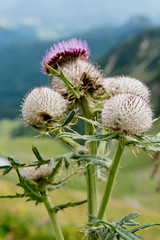 Spiniest Thistle cirsium spinosissimum: mountain plant in the German Alps, Europe