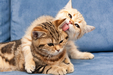 Fototapeta na wymiar Golden British kitten hugs with love his girlfriend cat and licks her ear tongue