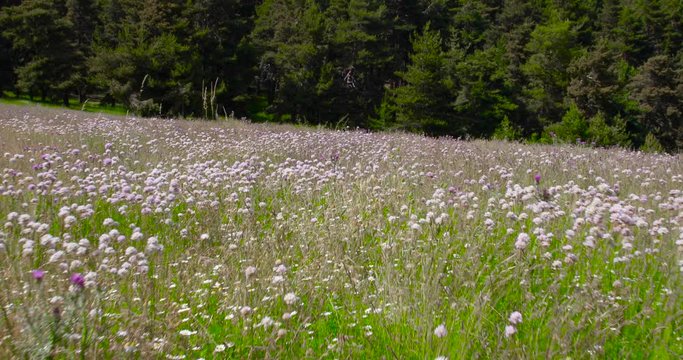 p.o.v. walking through flowers next to forest of Navafria, Guadarrama, in Madrid, Spain