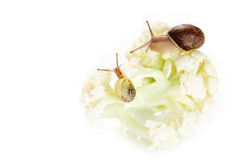 Two garden snails at a walk on cauliflower isolated on white background with copy space. Snail plage concept