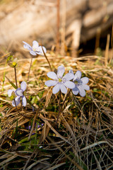 Early spring flowers: Liverleaf or Hepatica nobilis in the German Alps. Delicate, mountain 
