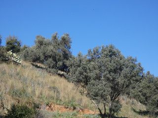 Paesaggio